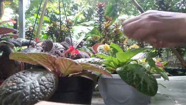Mengawinkan bunga episcia kuning my priceous смотреть онлайн