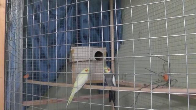 Разведение попугаев осень зима 2017 №2 Размеры домика - дуплянки гнезда для волнистиков и корелл смотреть онлайн