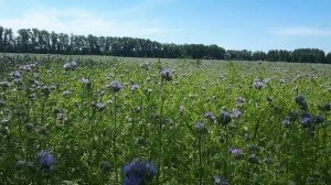 Сроки цветения фацелии