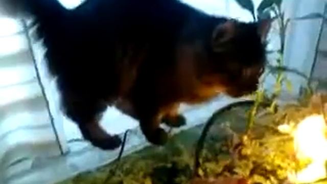 Кот ловит рыбу в аквариуме смотреть онлайн