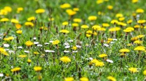 Похоронив жену, миллионер спешил на деловую встречу. А едва столкнувшись с гадалкой…