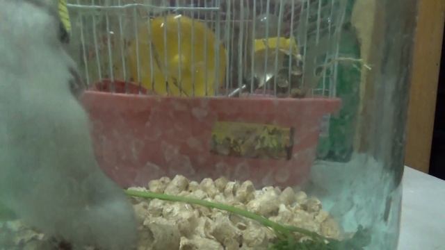 Домашние животные. Джунгарский хомяк. смотреть онлайн