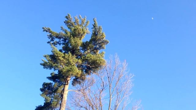 VLOG: Канада, нетуристическая Оттава - Улицы престижного района Westboro смотреть онлайн