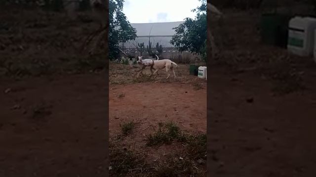 dogo argentino game смотреть онлайн