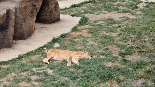 Львиные поваляшки) Тайган Lions in Crimean Taigan смотреть онлайн