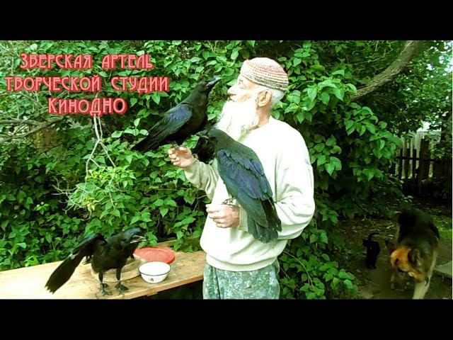 Жили были человек и вороны. смотреть онлайн