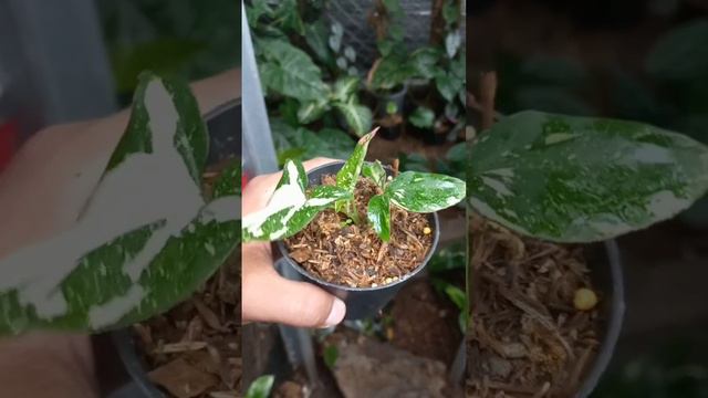 Syngonium Red Spot Tricolor #tanamanhias #syngonium смотреть онлайн