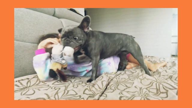 ОТОРВАЛИ игрушке ЛАПУ /ФРАНЦУЗСКИЙ БУЛЬДОГ играет с РЕБЁНКОМ / смотреть онлайн