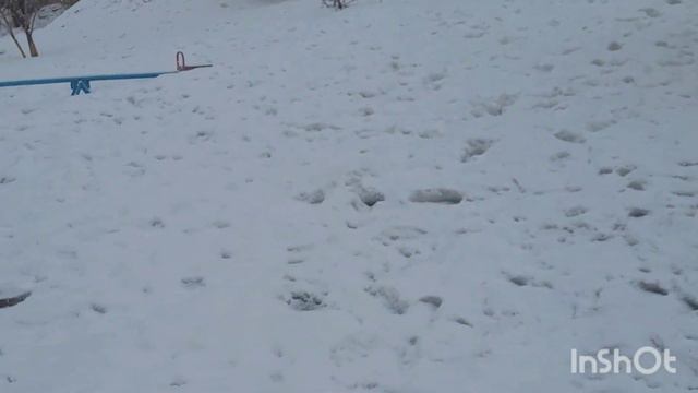 30 марта 2022 г. А снег идёт❄️Гуляем🐕🐾 смотреть онлайн