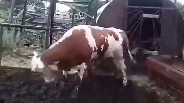 Как корова зажигает😂😂😂 смотреть онлайн