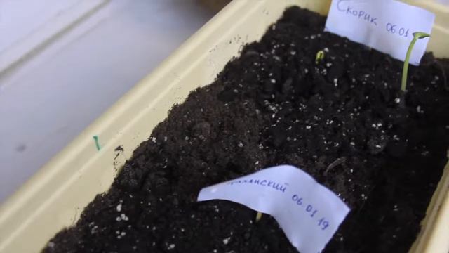 Как вырастить в домашних условиях арбуз смотреть онлайн