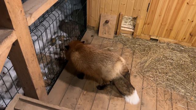 Алиса - лиса. Где завтрак ?