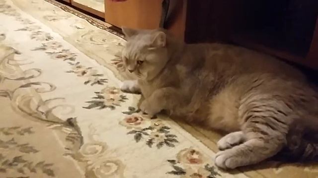 Йорк,первое знакомство смотреть онлайн