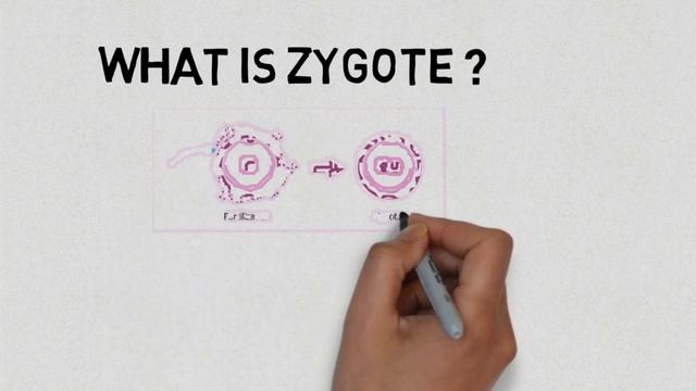 What is Zygote ? || Essential Science || Terms || смотреть онлайн