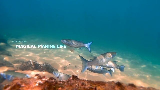 Scuba Diving | #GetGoing | Kerala 365 | Kerala Tourism смотреть онлайн