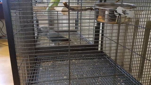 Попугай жако и корелла на прогулке. Попугаи ведут себя тихо. На долго ли? смотреть онлайн