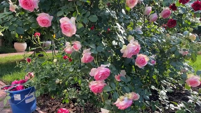 РОЗЫ. ОБРЕЗАЮ РАСПУСТИВШИЙСЯ ЦВЕТОК РОЗ, ПЕРЕД ЗАТЯЖНЫМИ ДОЖДЯМИ. ПОДПИШИСЬ И ВСЁ БУДЕШЬ ЗНАТЬ. смотреть онлайн