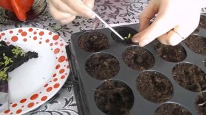 ГВОЗДИКА . ПОСАДКА. ПИКИРОВКА.ПРИЩИПКА