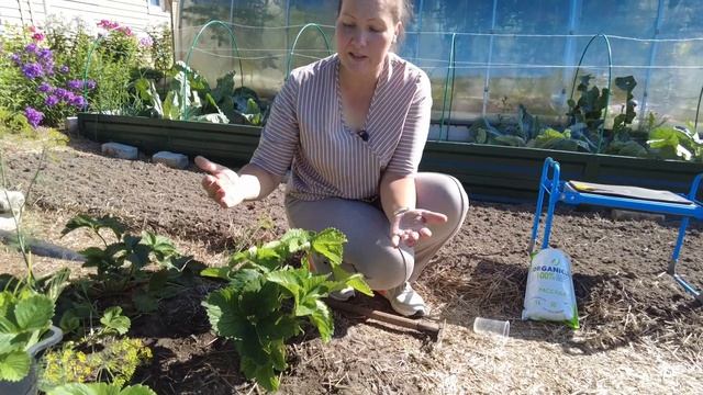 Как часто нужно обновлять клубнику? Что делать с клубникой после сбора урожая, чем подкормить? смотреть онлайн