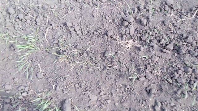 Появились всходы озимой пшеницы. смотреть онлайн