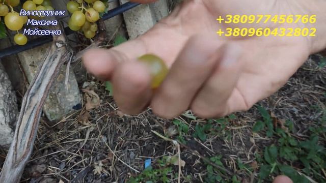 Солнышко смотреть онлайн