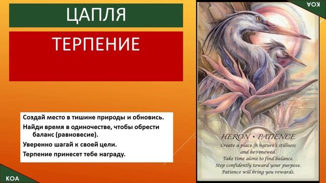 Карты Таро Spirits of the Animals Oracle by Jody Bergsma (Оракул духа животных) с русским переводом смотреть онлайн