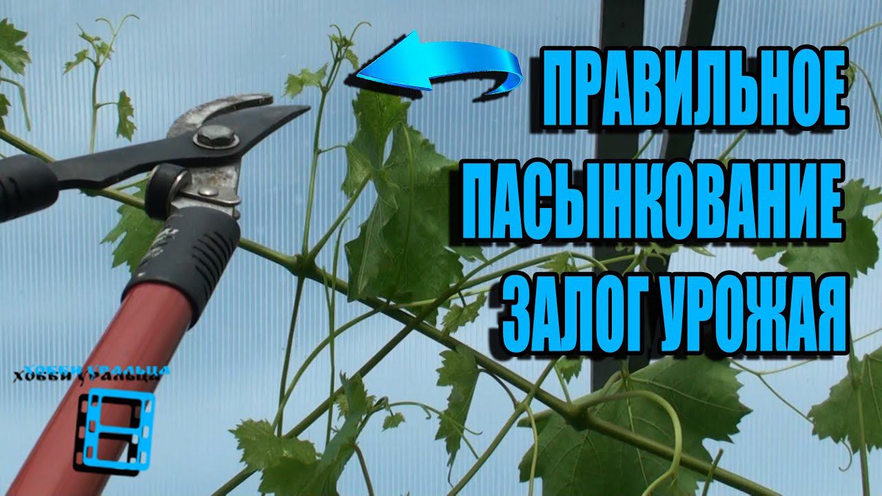 ПРАВИЛЬНОЕ ПАСЫНКОВАНИЕ ВИНОГРАДА. ЗЕЛЕНЫЕ ОПЕРАЦИИ НА ВИНОГРАДЕ. ВИНОГРАД В ТЕПЛИЦЕ смотреть онлайн