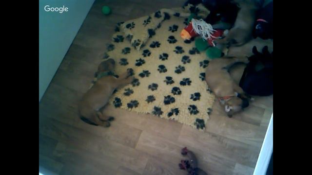 малыши от Тэффи и Блэка, 10.07.18 смотреть онлайн