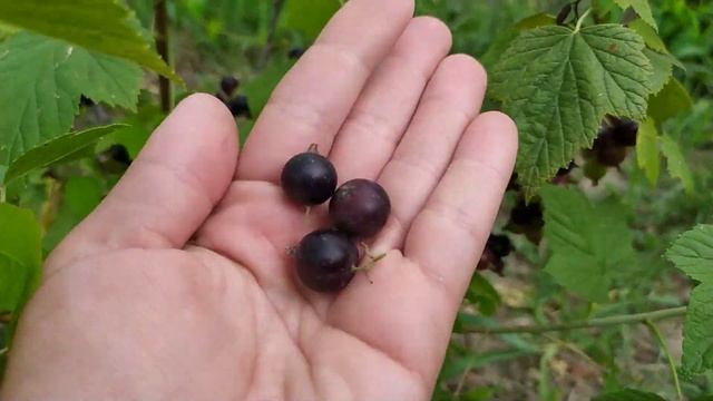 Черная смородина сорт Ядрена смотреть онлайн