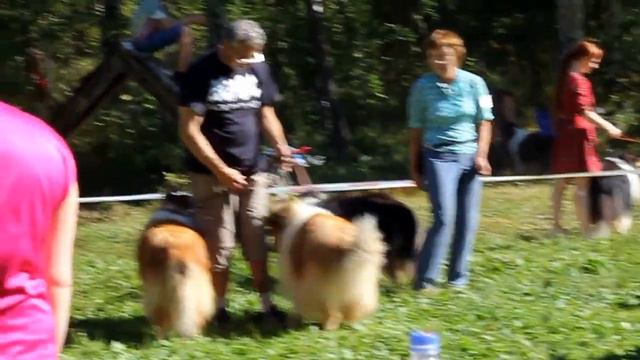 Стих о колли смотреть онлайн