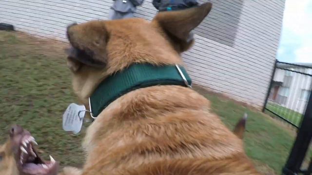 GERMAN SHEPHERD DOG WALKING WITH A GO PRO ON (POV) смотреть онлайн