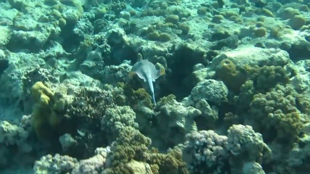 coral reef- Club El Faraana Reef - SHARM EL SHEIKH -March 2013 смотреть онлайн