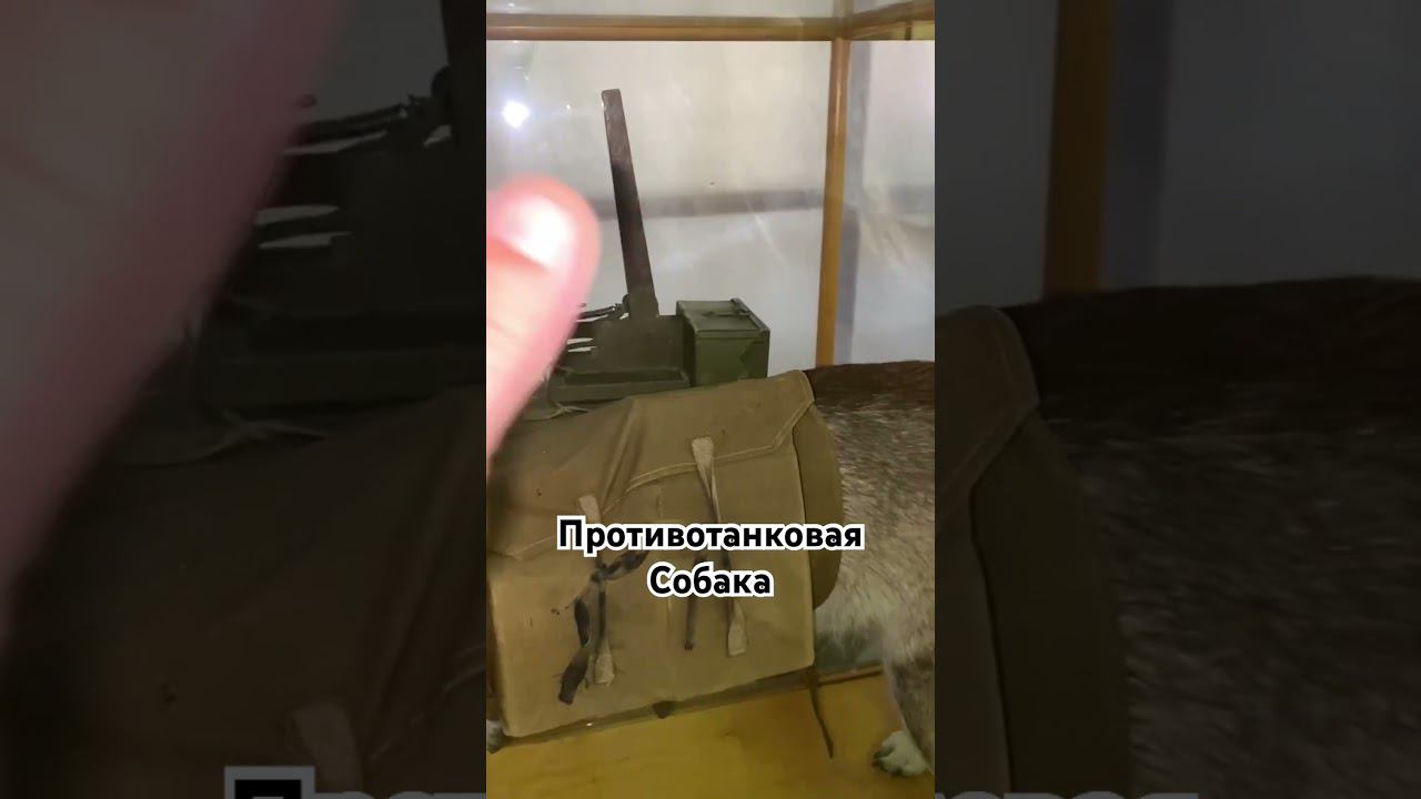 Противотанковая собака смотреть онлайн