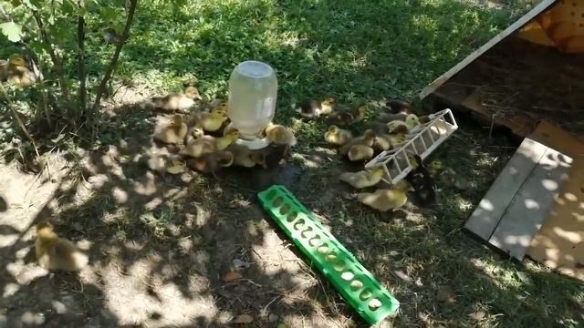 Мускусные утки - выращиваем утят без проблем смотреть онлайн