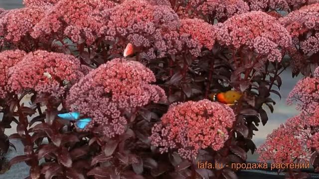 Седум обыкновенный Дарк Мэджик (sedum-dark-medzhik) ? обзор: как сажать, саженцы седума Дарк Мэджик смотреть онлайн