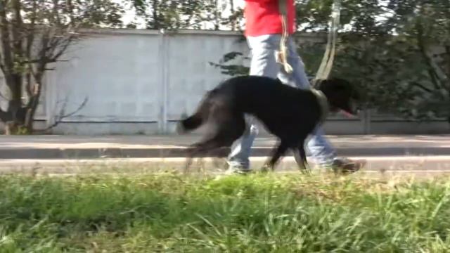 Маняша ищет хозяев! смотреть онлайн