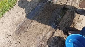 Как вырастить спаржу из семян в открытом грунте (Asparagus)