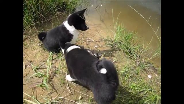 Альфа и Альма ( в свои неполные 2 месяца) смотреть онлайн