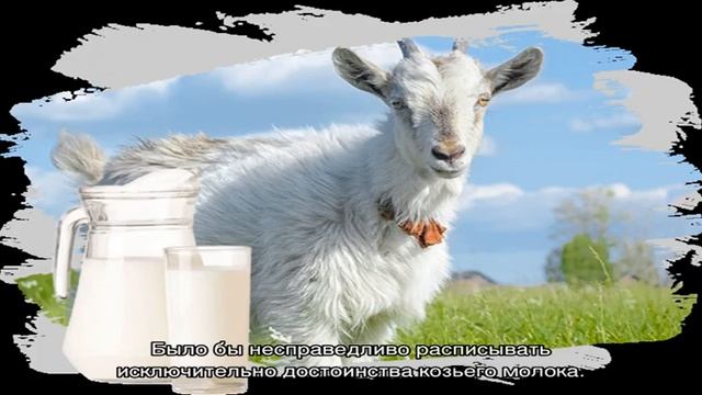 Польза козьего молока. Козье молоко для грудничков смотреть онлайн