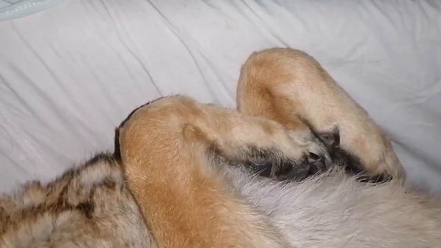 Сладкий сон и пусть весь мир подождет. смотреть онлайн