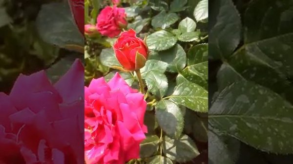 роза моин моин июль 2021 г.