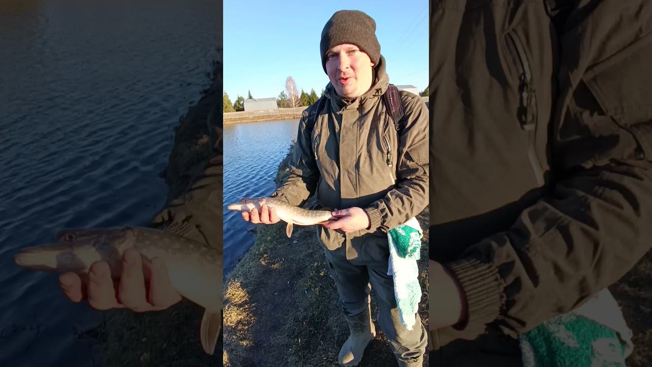 Весенняя рыбалка.Ловим щук на спиннинг. #рыбалка #shortvideo #fishing #fishingvideo #природа #весна смотреть онлайн