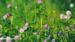 Вернулась с того света, чтобы забрать своё и отомстить мужу и его любовнице...