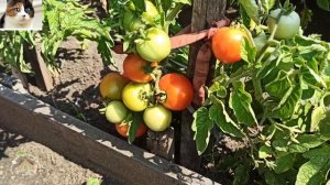 Помидоры Красная Шапочка. Описание сорта томата и отзыв