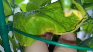 Огурцы Трюкач и Крош