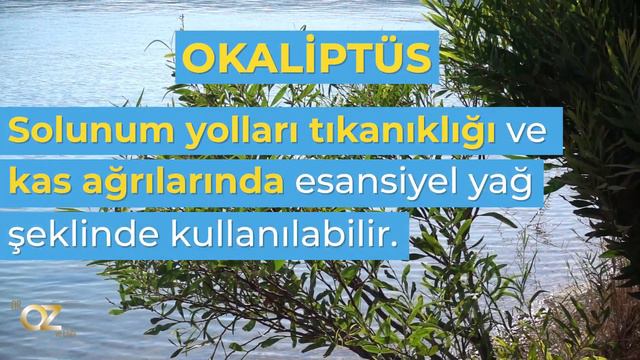 Evinizde şifa sağlayan bitkilerden oluşan "Doğal Ecza Dolabınız" var mı? смотреть онлайн