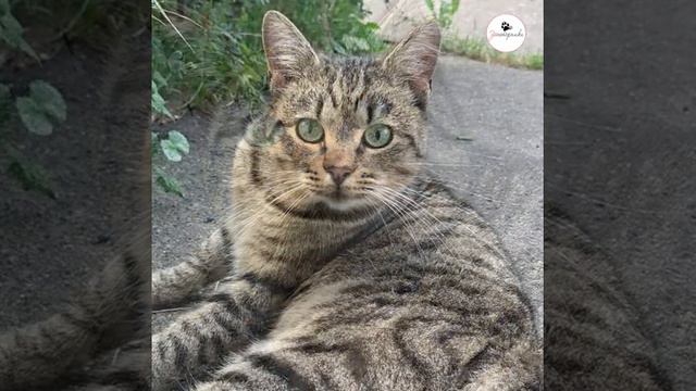 Совсем скоро холода! Давайте не дадим погибнуть котику с ярко-изумрудными глазами смотреть онлайн
