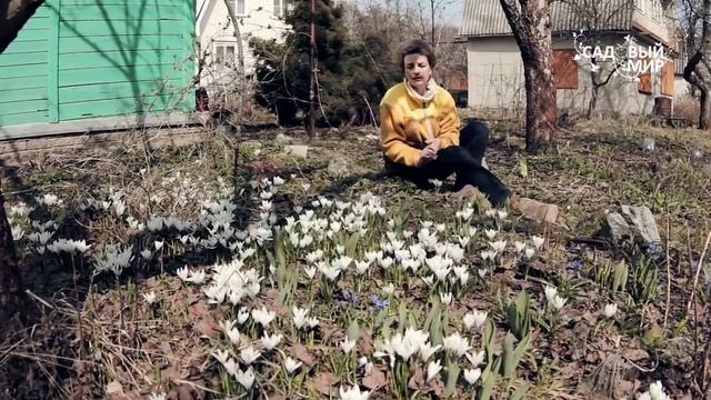 Как размножить крокусы семенами смотреть онлайн