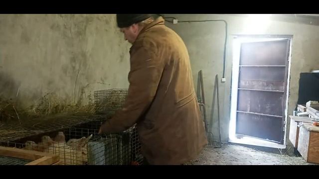 Пересажуем молодняк кролика в вольер. смотреть онлайн