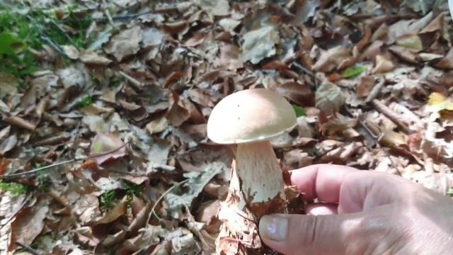 И снова на охоте... смотреть онлайн